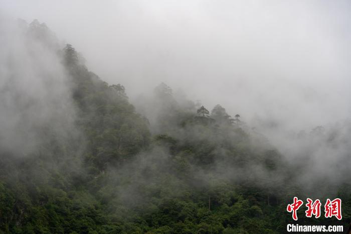 雨后勒布溝的云霧?！〗w波 攝