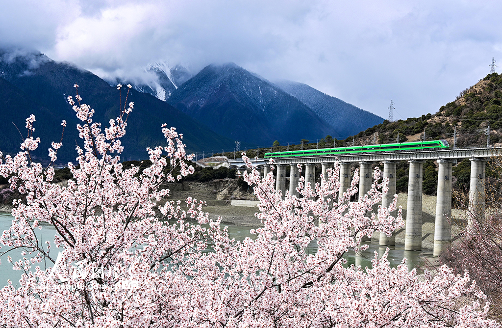 西藏林芝：雪域高原列車穿越花?！?】