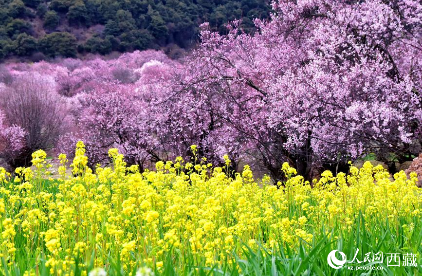 桃花與油菜花勾勒出別樣風景。 人民網(wǎng) 李海霞攝