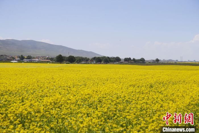 圖為青海湖畔油菜花海?！●R銘言 攝