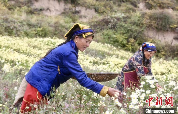 黑水村民在采摘杭白菊。桐鄉(xiāng)市宣傳部提供