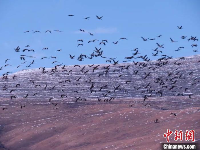 青海玉樹黑頸鶴數(shù)量達歷史最高峰值