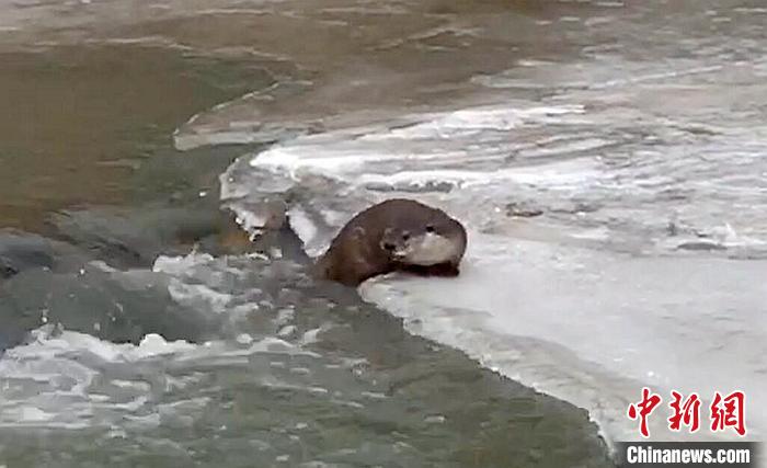 冰面上的國家二級保護動物小爪水獺。視頻截圖