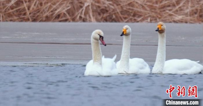 圖為疣鼻天鵝與大天鵝?！∏嗪?guó)家公園觀鳥(niǎo)協(xié)會(huì)供圖 攝