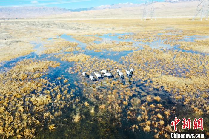 圖為一群黑頸鶴在濕地中央行走。　卡美燕 攝