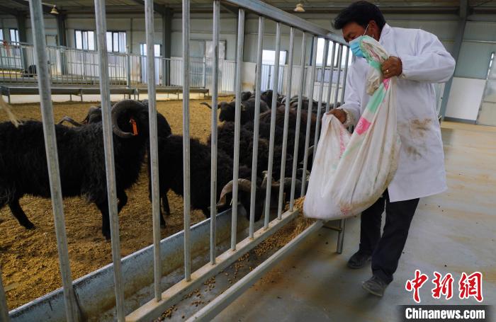 圖為飼養(yǎng)員給黑藏羊喂食?！●R銘言 攝