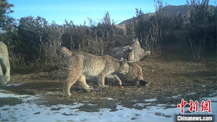 圖為紅外相機拍攝到的猞猁?！∑钸B山國家公園青海省管理局供圖