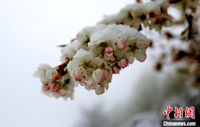 花兒被冰雪覆蓋?！±钣腊?　攝