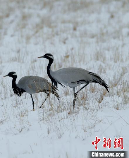 在若爾蓋濕地的蓑羽鶴?！∩袞|機 攝