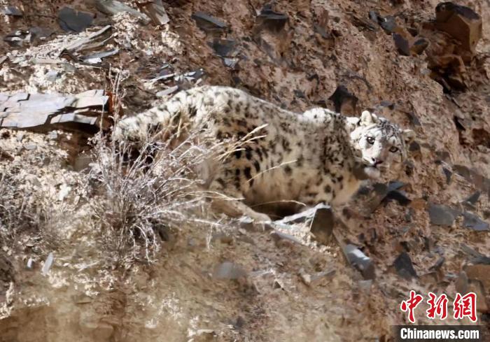 祁連山國(guó)家公園兩只科研雪豹獲得新名字