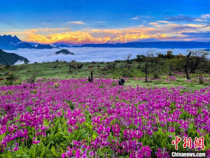 春天的牛背山花海?！∮稳仄?攝