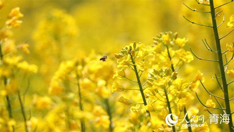 油菜花。人民網(wǎng) 張皓芃攝