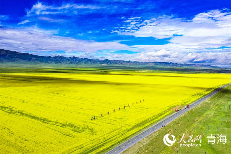 萬畝有機(jī)油菜種植基地。人民網(wǎng) 張皓芃攝