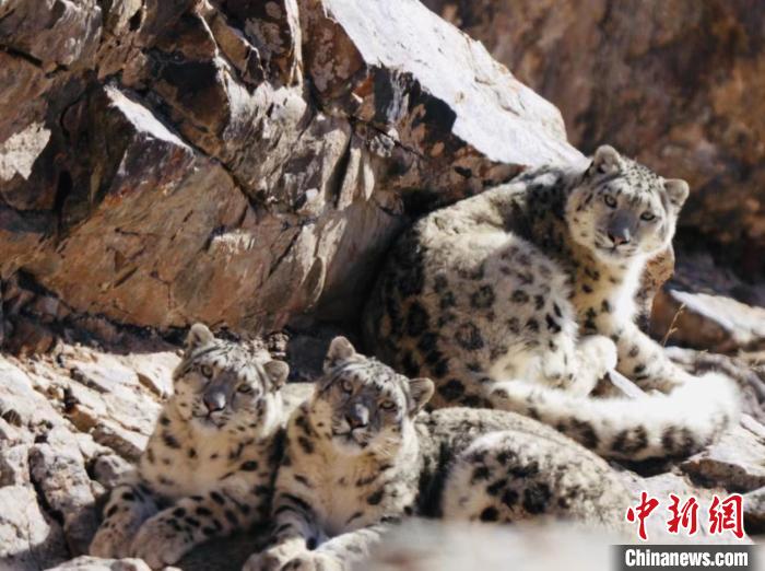 青海都蘭：雪豹、兔猻等多種珍稀野生動物亮相