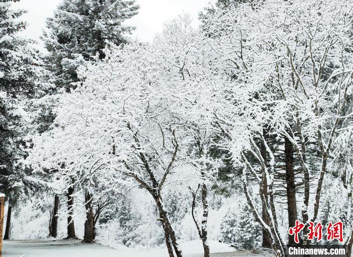 大熊貓國家公園王朗片區(qū)春雪如畫，宛若仙境。　羅春平 攝