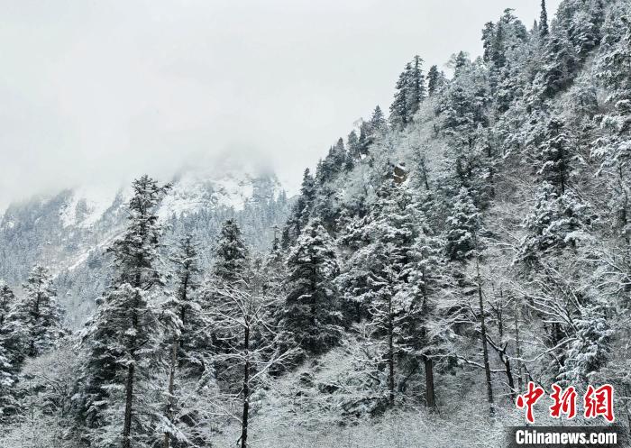 大熊貓國家公園王朗片區(qū)春雪如畫，宛若仙境。　羅春平 攝