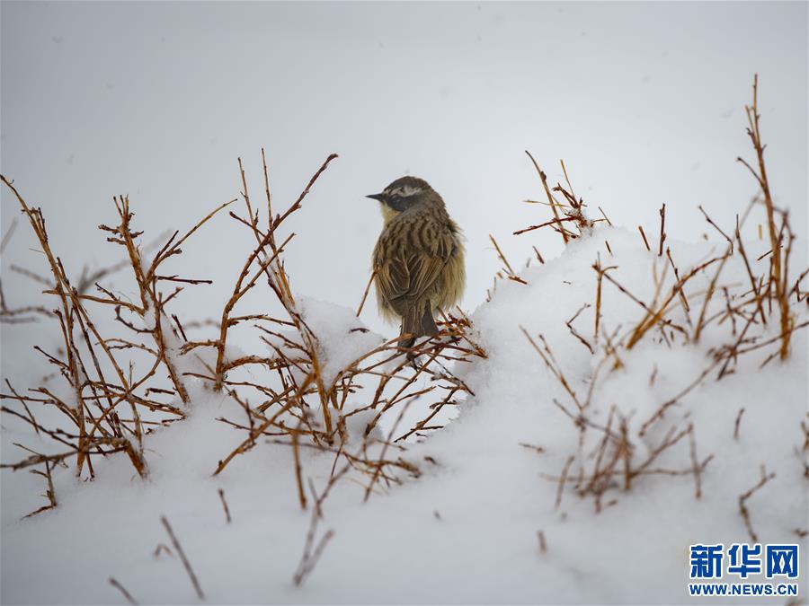 （2020珠峰高程測量·圖文互動）（1）“牦牛司令”眼中的珠峰生態(tài)之變