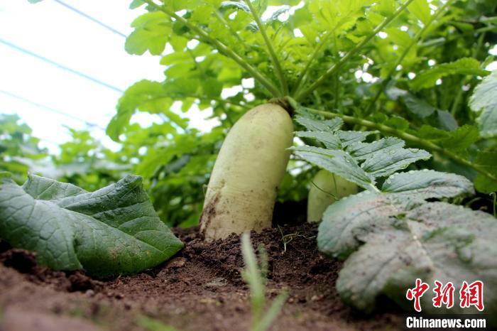 圖為亞東邊檢站“警營菜園”喜獲豐收的白蘿卜?！⊥鯑|東 攝