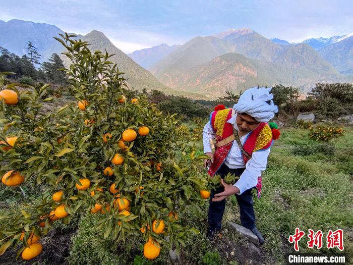 林芝下察隅鎮(zhèn)京都村101畝耙耙柑豐收?！〗w波 攝