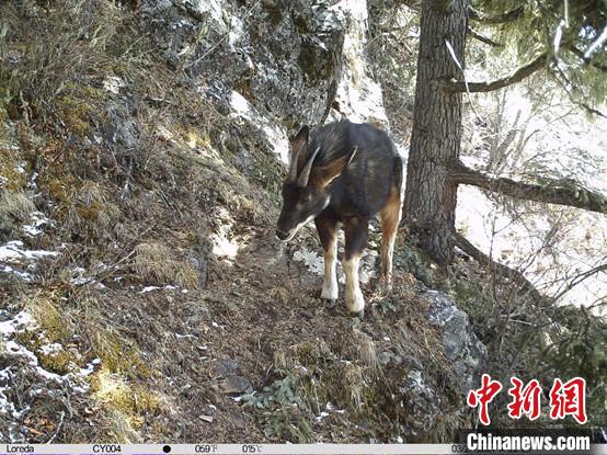 圖為相同位點(diǎn)記錄到的國家二級重點(diǎn)保護(hù)野生動(dòng)物—中華鬣羚?！≈袊茖W(xué)院昆明動(dòng)物研究所提供