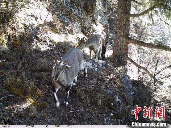 圖為相同位點(diǎn)記錄到的雪豹主要獵物—巖羊?！≈袊茖W(xué)院昆明動(dòng)物研究所提供