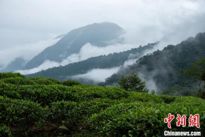 墨脫縣背崩鄉(xiāng)的高山茶場(chǎng)。