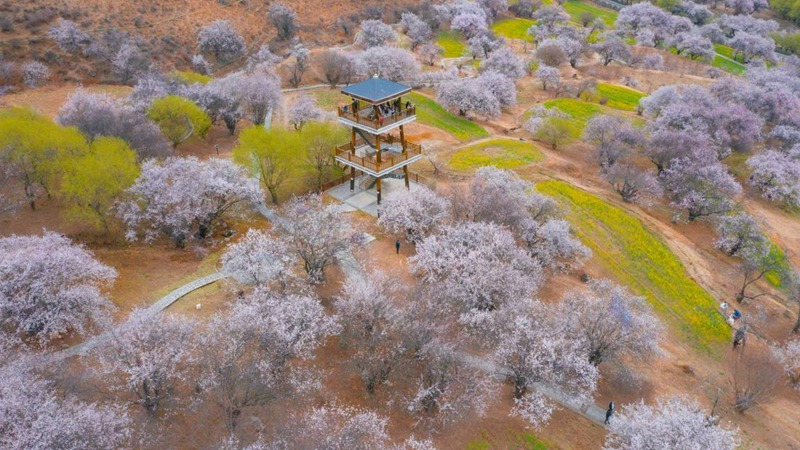 林芝嘎拉村。 張靜攝