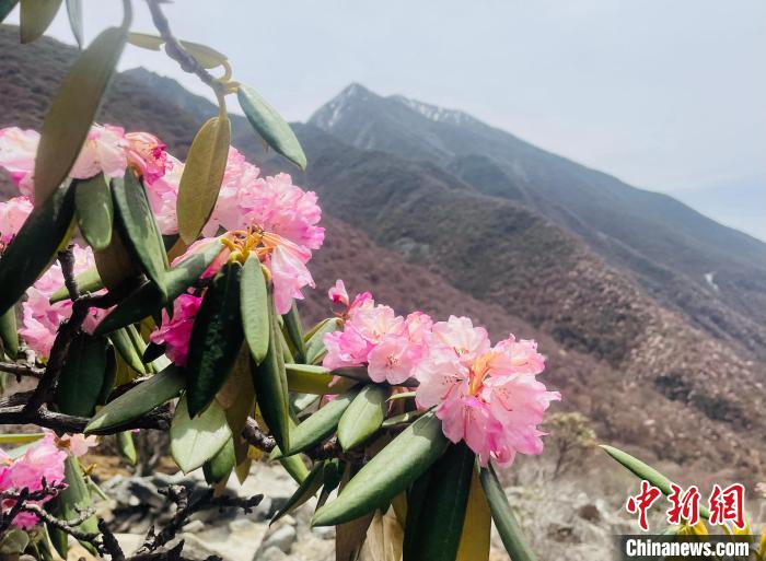 近日，西藏自治區(qū)山南市加查縣索囊溝的杜鵑花競相綻放。　冉文娟 攝