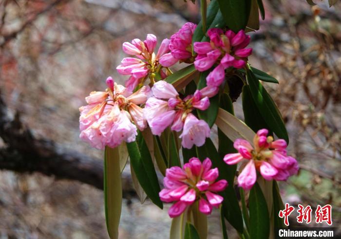 近日，西藏自治區(qū)山南市加查縣索囊溝的杜鵑花競相綻放?！∪轿木?攝