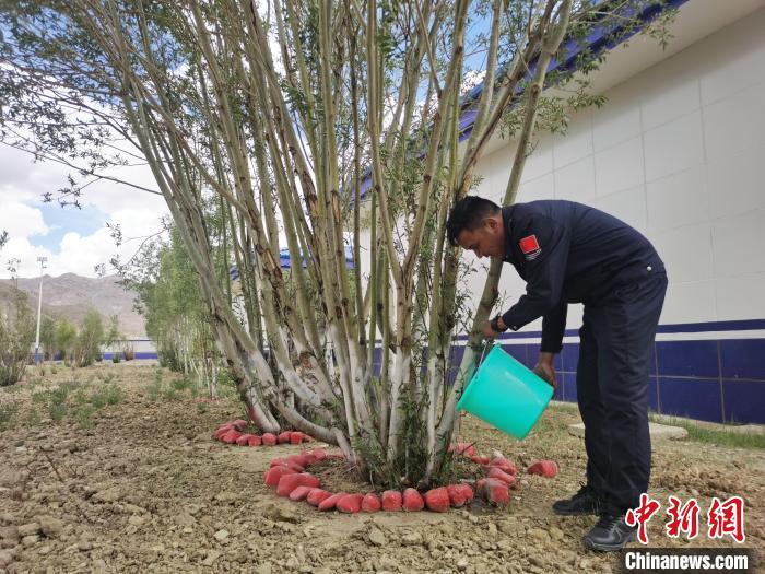 營區(qū)綠樹漸蔥蘢見證民警扎根雪域邊疆十余載