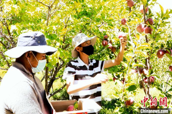 圖為西藏阿里札達(dá)縣底雅鄉(xiāng)村民在自家果園采摘果實(shí)。　阿旺扎西 攝