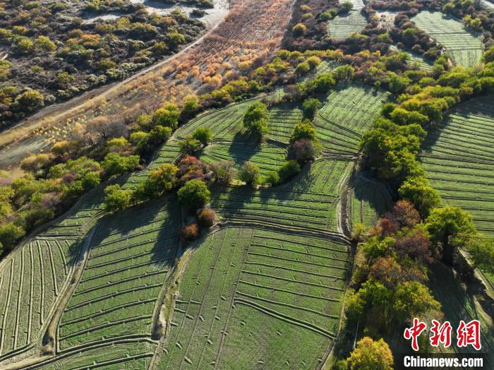 圖為11月8日，雅魯藏布江畔的高原梯田?！《拘?攝