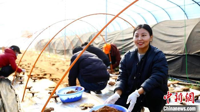 圖為農(nóng)民采收靈芝孢子粉?！∴嚢?攝