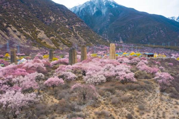 人間桃花源！林芝桃花有多絕？