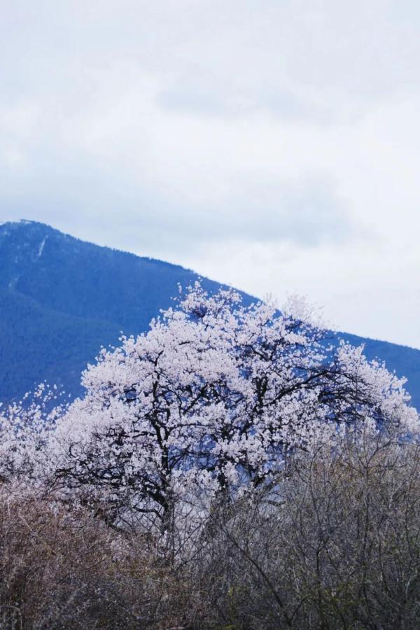 人間桃花源！林芝桃花有多絕？