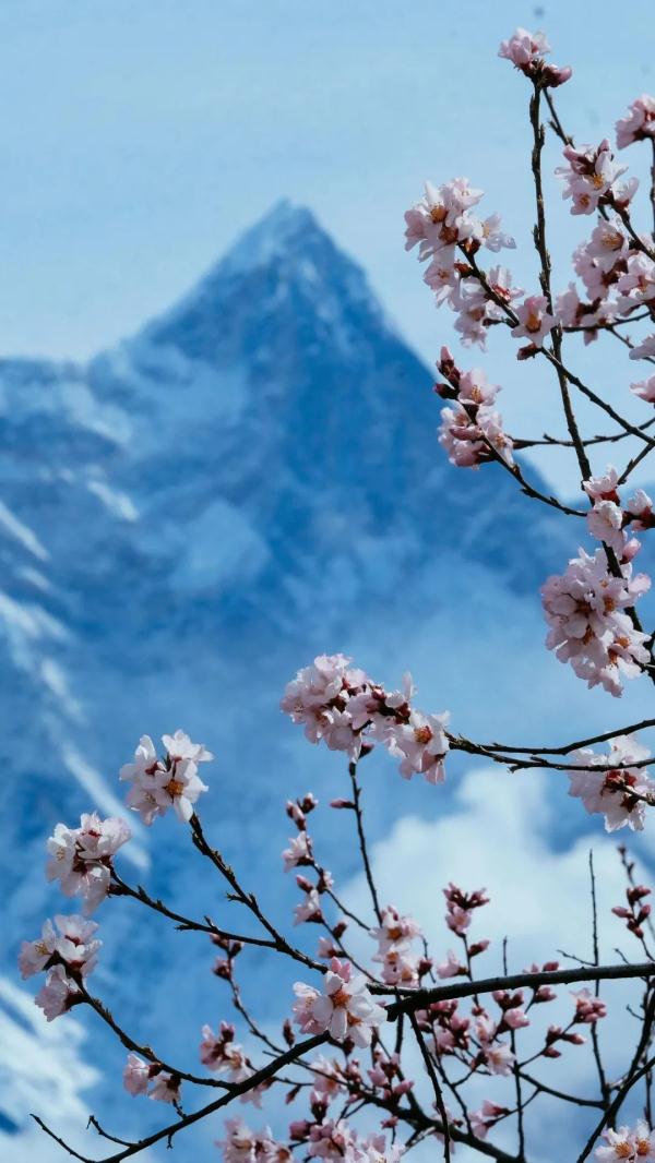 人間桃花源！林芝桃花有多絕？