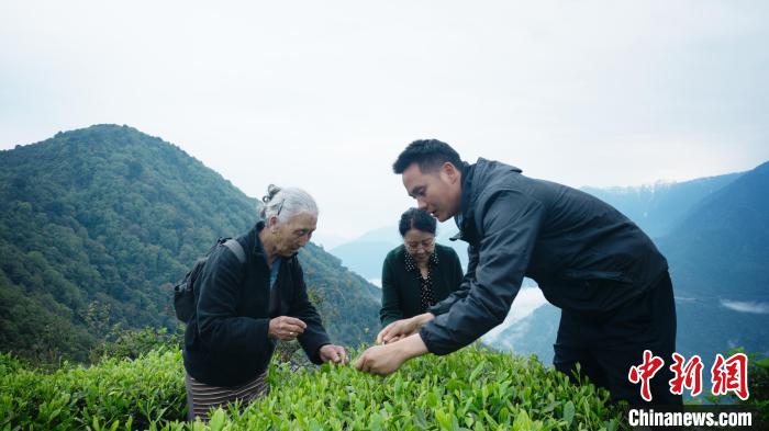 圖為銀發(fā)旅游體驗(yàn)團(tuán)兩位老人體驗(yàn)采茶?！∥鞑貙ｍ?xiàng)旅游協(xié)會(huì)供圖