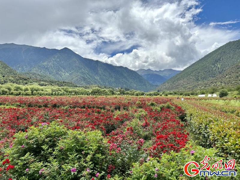 我們的家園丨工布花谷：高原花開香飄全國，產(chǎn)業(yè)經(jīng)濟(jì)增收致富