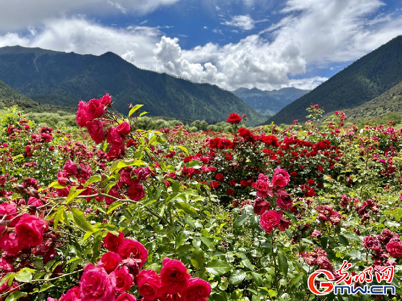 我們的家園丨【組圖】 綠水青山入畫，“金山銀山”筑起