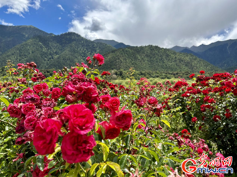 我們的家園丨【組圖】 綠水青山入畫，“金山銀山”筑起