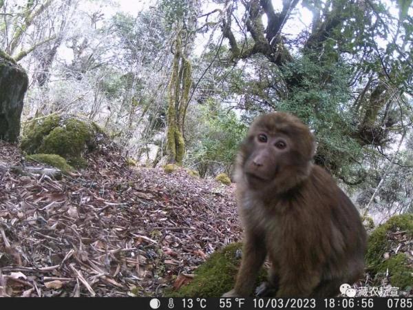 西藏色季拉山發(fā)現(xiàn)雪豹、白頰獼猴等多種珍稀野生動物