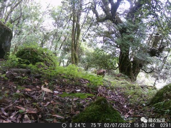 西藏色季拉山發(fā)現(xiàn)雪豹、白頰獼猴等多種珍稀野生動物