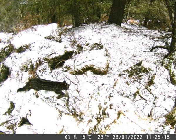 西藏色季拉山發(fā)現(xiàn)雪豹、白頰獼猴等多種珍稀野生動物