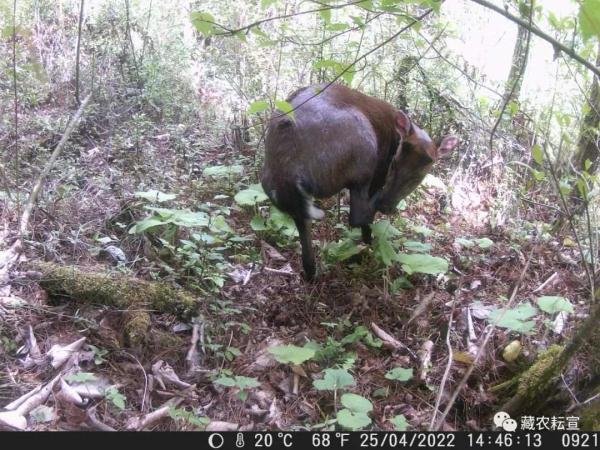 西藏色季拉山發(fā)現(xiàn)雪豹、白頰獼猴等多種珍稀野生動物