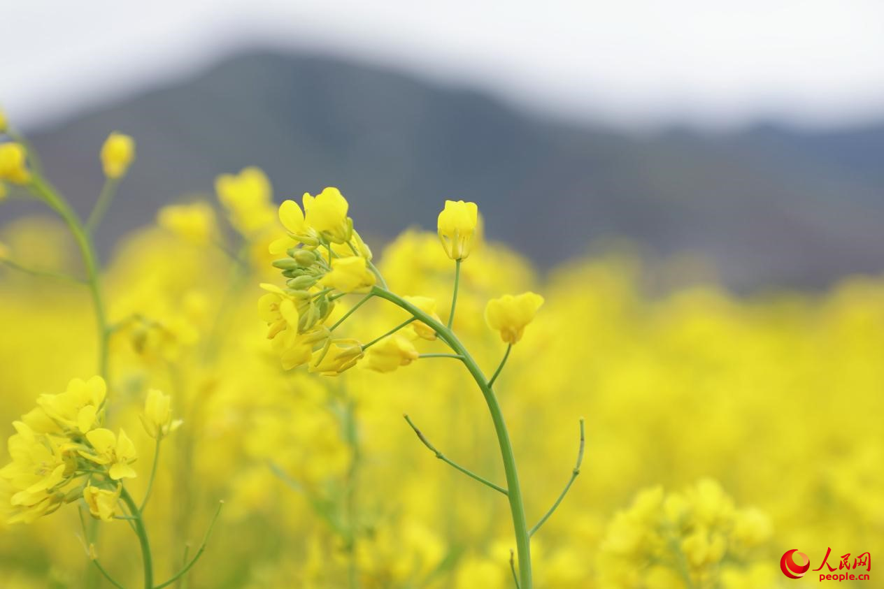 金色油菜花鋪滿大地。 人民網(wǎng) 李海霞攝