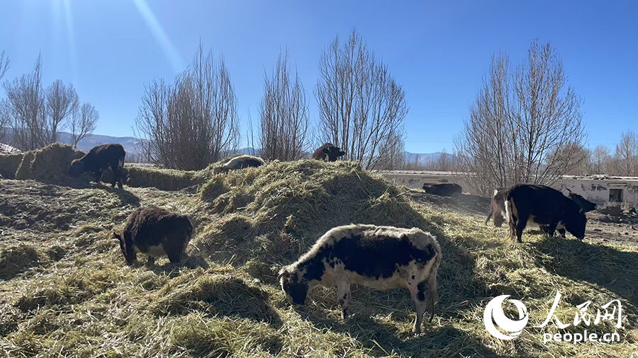 長所鄉(xiāng)森嘎村村民的牲畜在食用新鮮飼草。人民網記者 郝潔攝